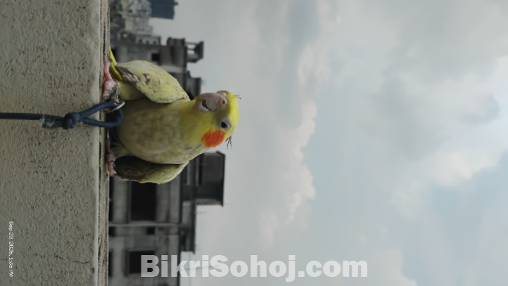 Cinnamon heavy perl cockatiel